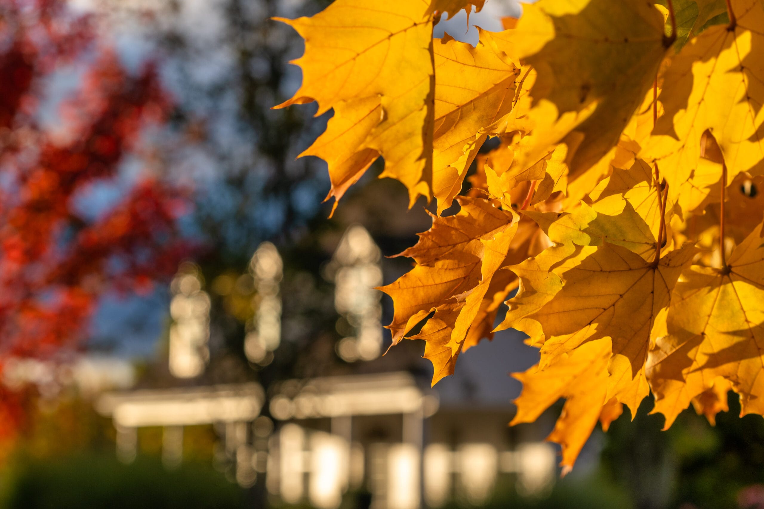 003 Oakwood Gardens Fall Color Garden Photography by Wasim Muklashy 2021 3600px web