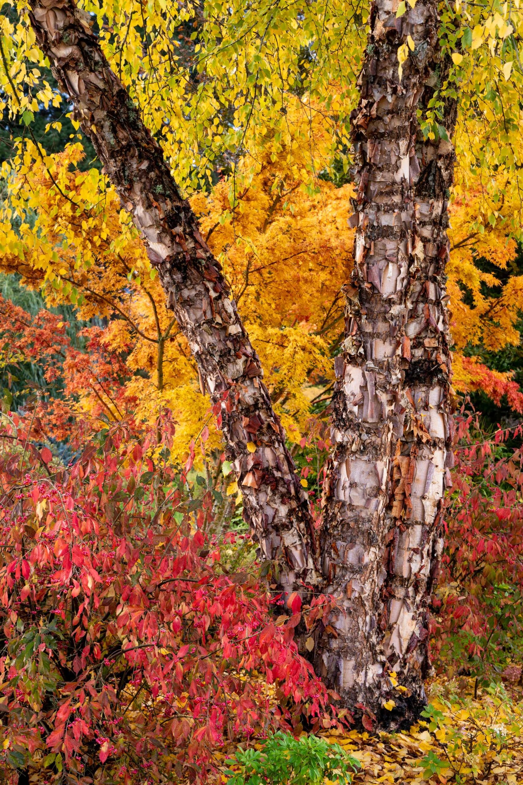 010 Oakwood Gardens Fall Color Garden Photography by Wasim Muklashy 2021 3600px web