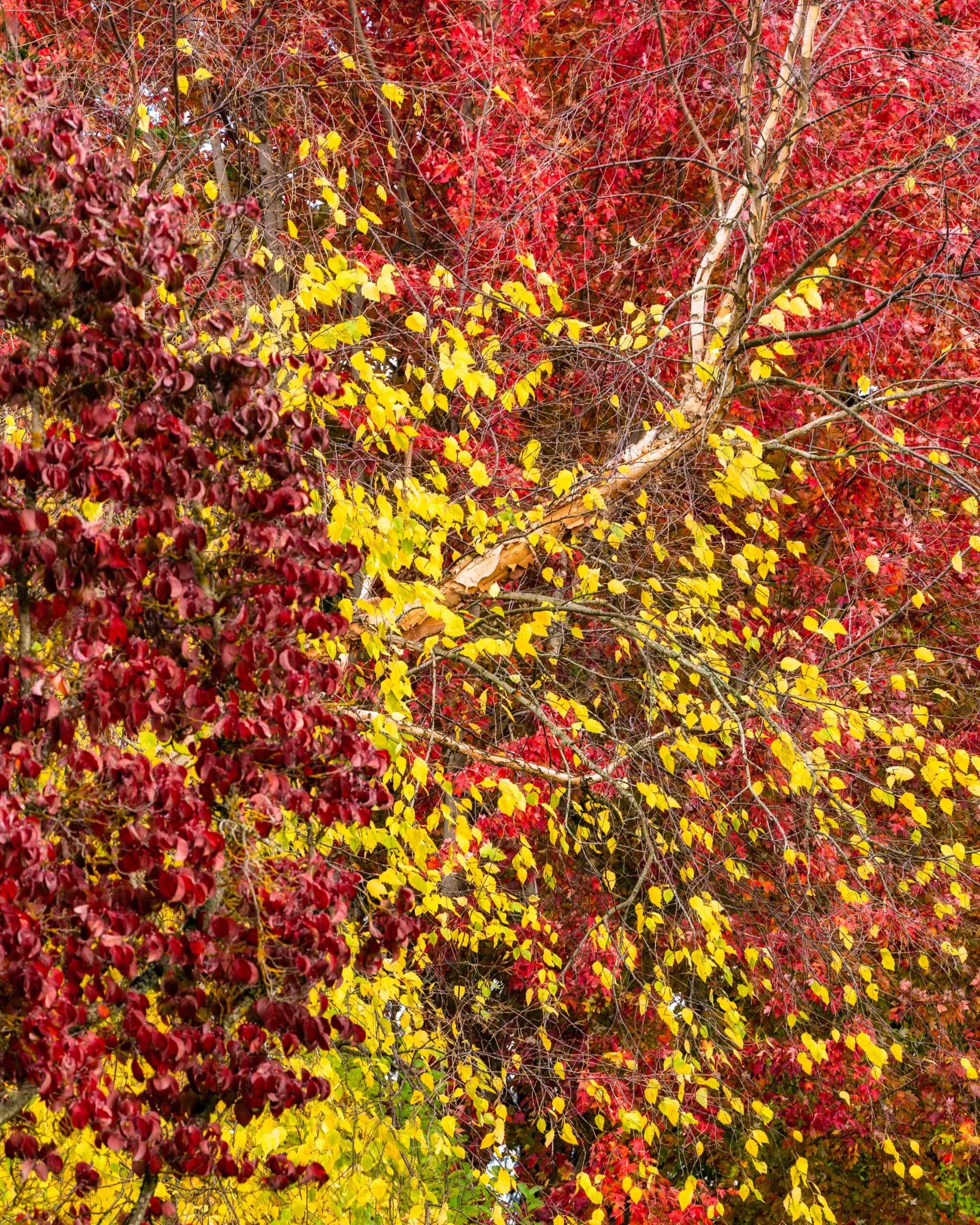 038 Oakwood Gardens Fall Color Garden Photography by Wasim Muklashy 2021 3600px web