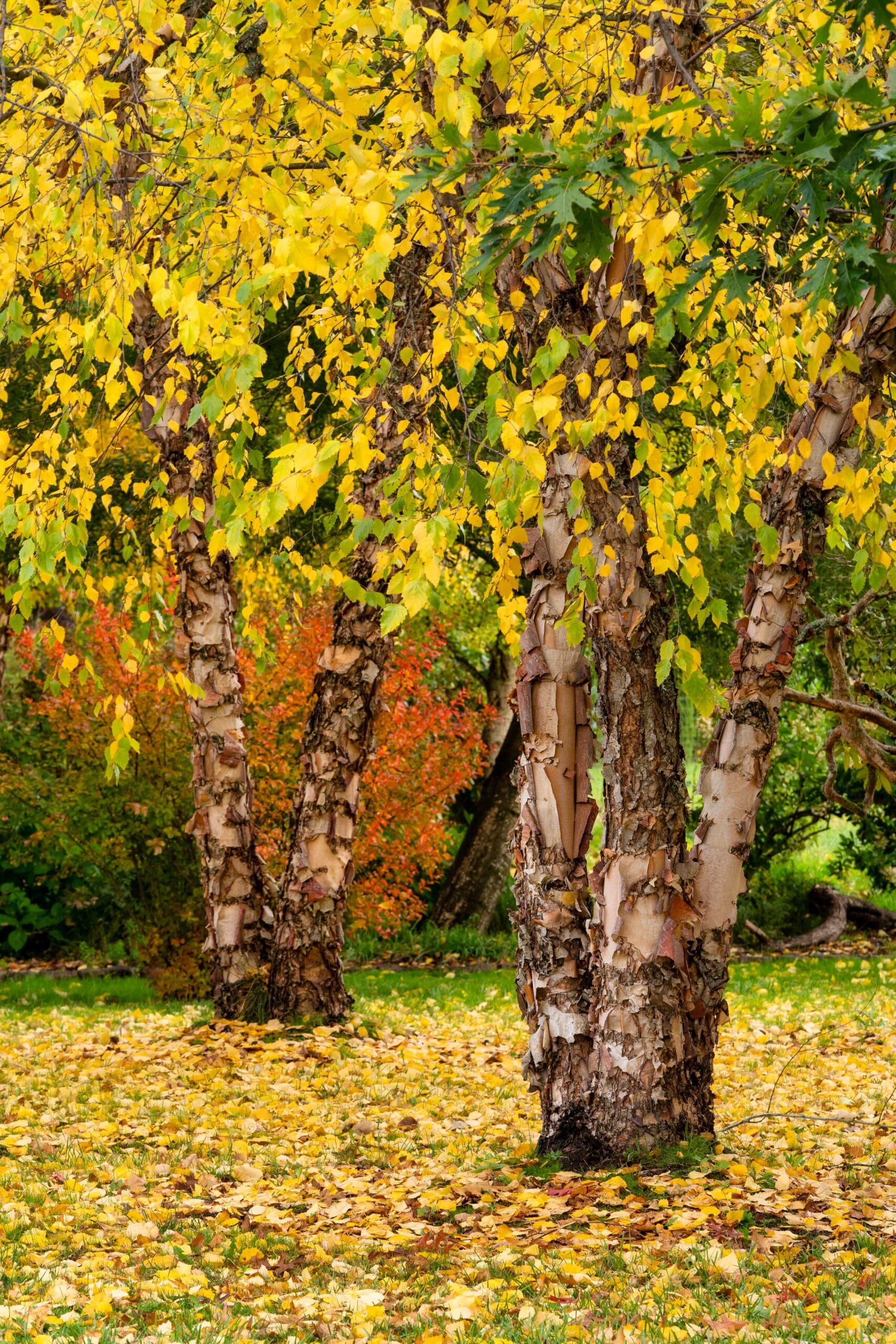 041 Oakwood Gardens Fall Color Garden Photography by Wasim Muklashy 2021 3600px web