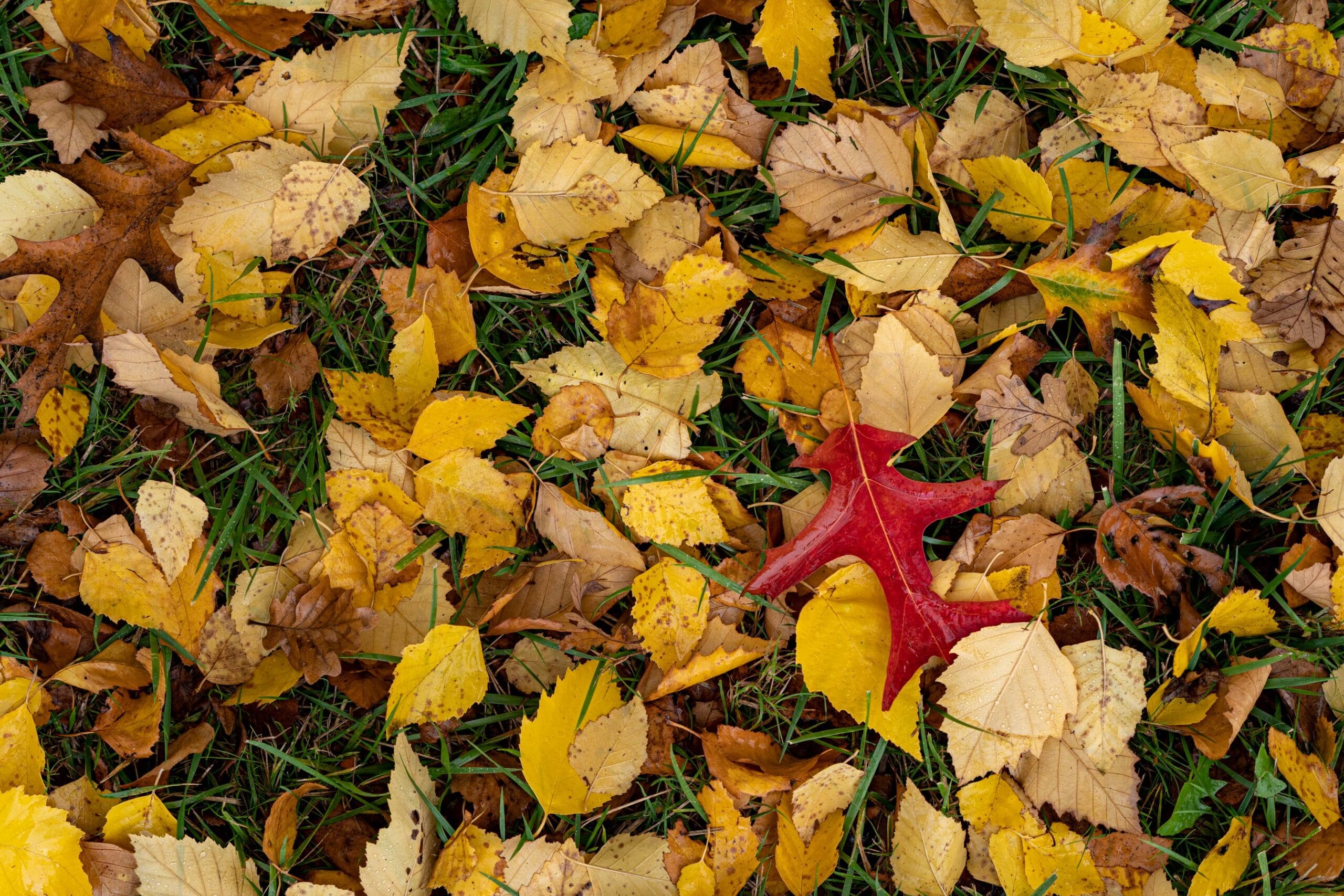 042 Oakwood Gardens Fall Color Garden Photography by Wasim Muklashy 2021 3600px web