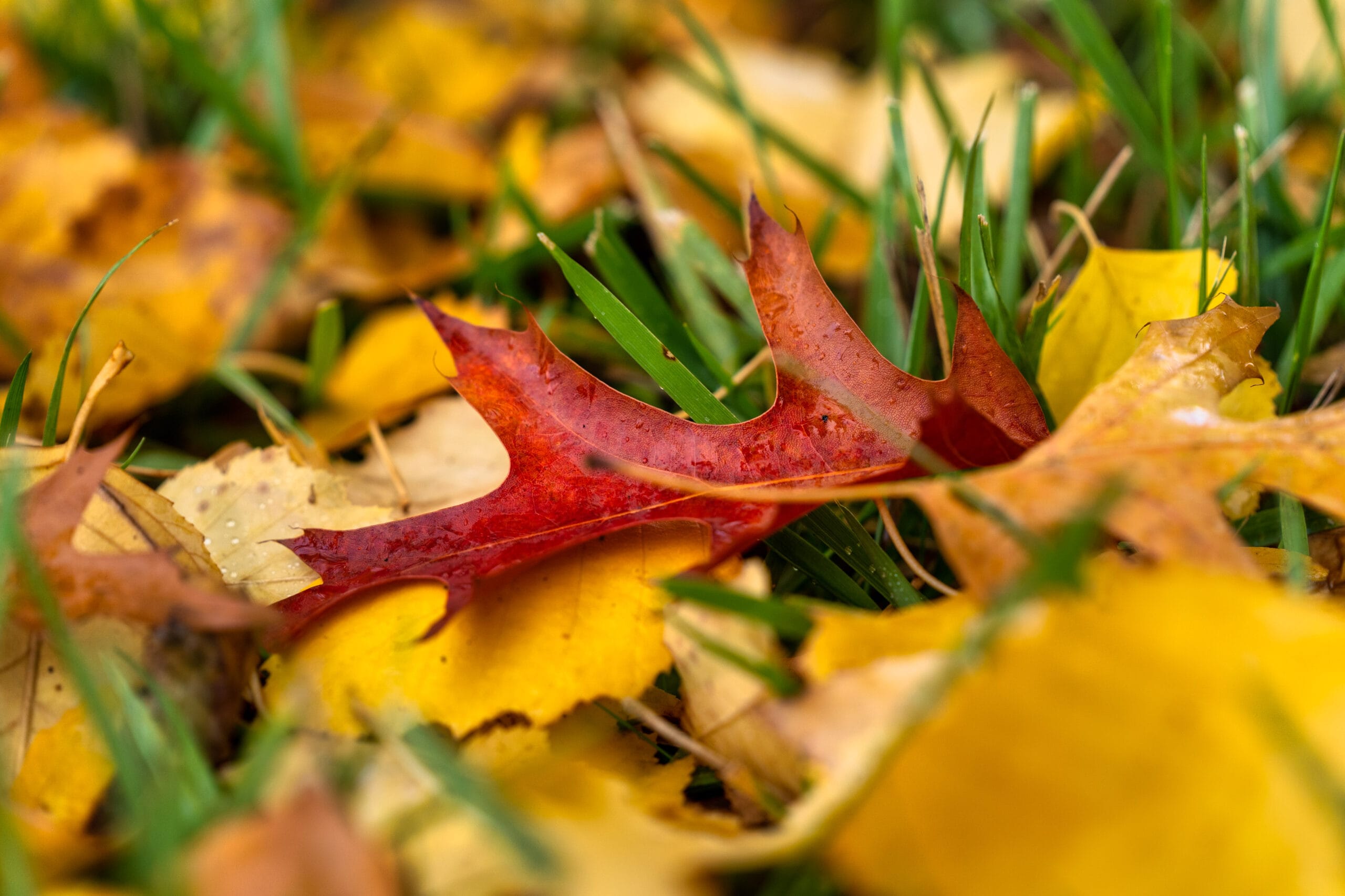 044 Oakwood Gardens Fall Color Garden Photography by Wasim Muklashy 2021 3600px web