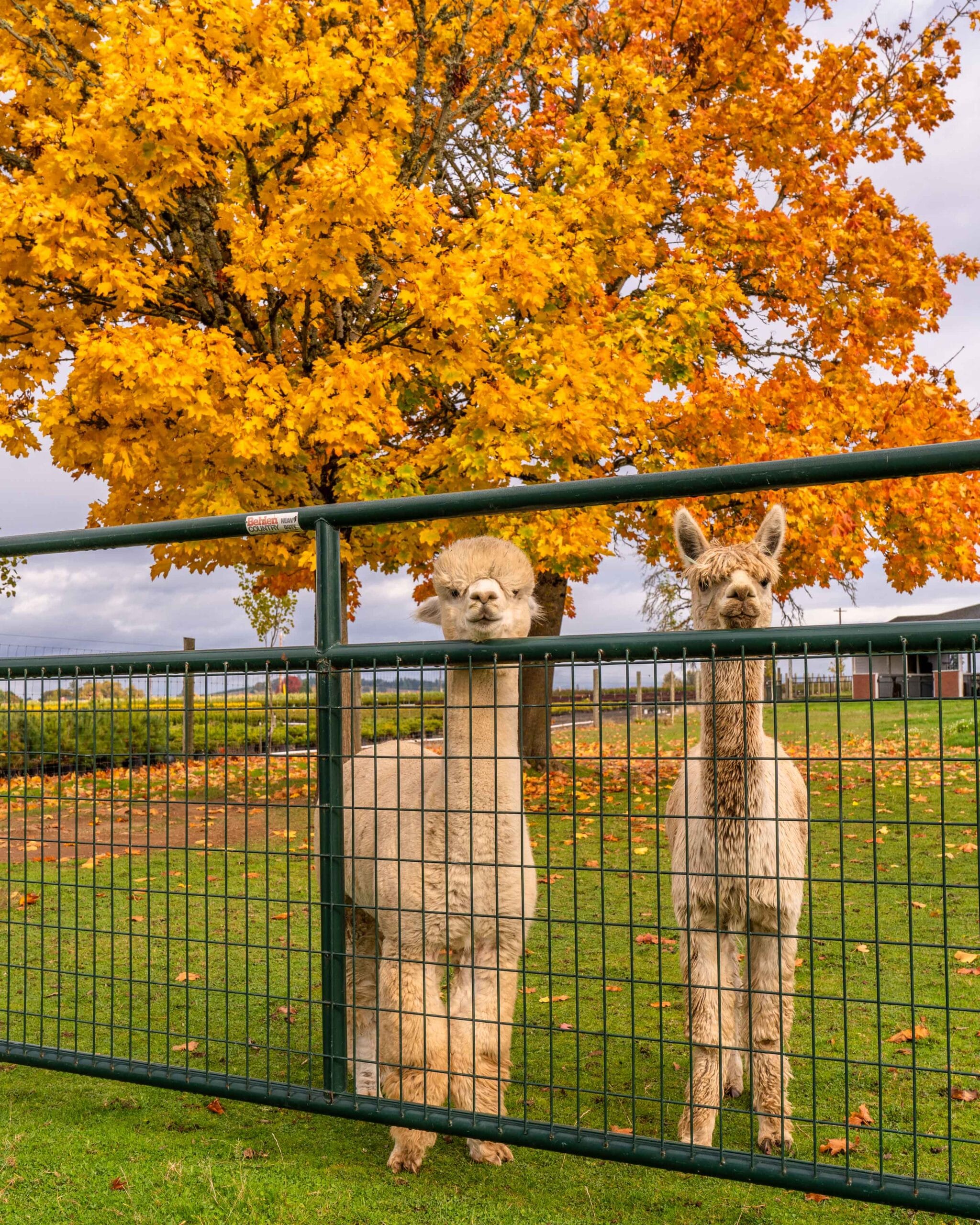 053 Oakwood Gardens Fall Color Garden Photography by Wasim Muklashy 2021 3600px web